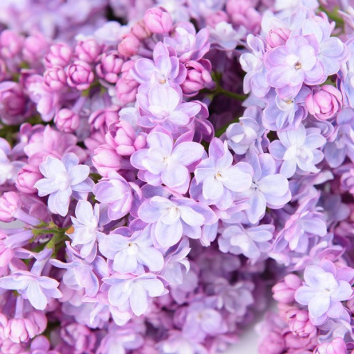 Sirēnas (Syringa) 'Nocturne' pods, 2L