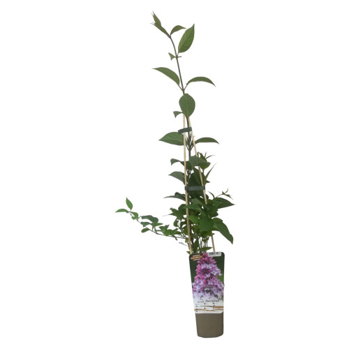 Lilaks (bez) 'Nocturne' P9/C1