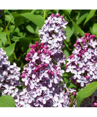 Lilaks (Syringa) Meyer 'Palibin' P9/C1