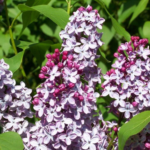 Lilaks (Syringa) Meyer 'Palibin' P9/C1