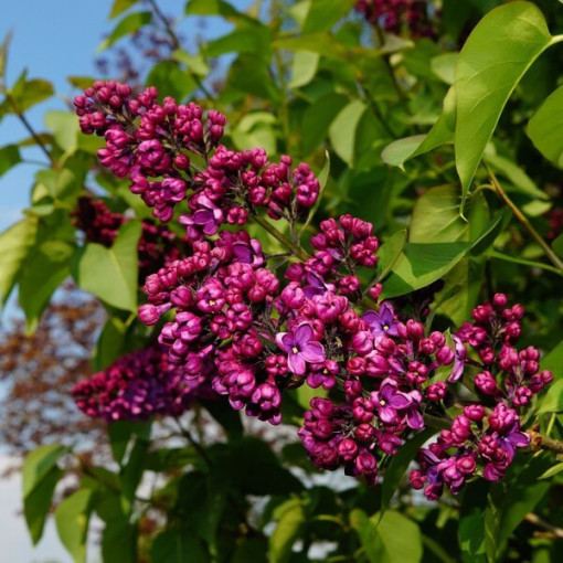 Ķīniešu lilaks (Syringa) 'Saugeana', pods, 2L