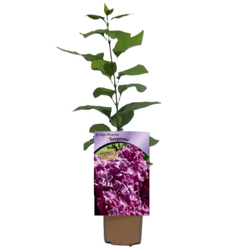 Lilaks (bez) ķīniešu 'Saugeana' P9/C1