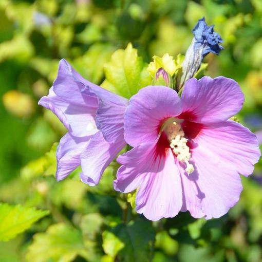 Sīrijas hibisks (Hibiscus) 'Woodbridge' P9/C1