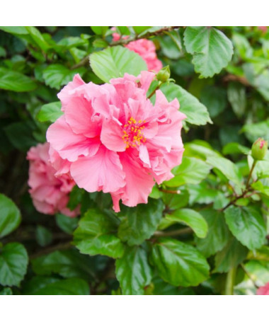 Sīrijas hibisks (Hibiscus) 'Sanchonyo' P9/C1