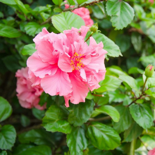 Sīrijas hibisks (Hibiscus) 'Sanchonyo' P9/C1