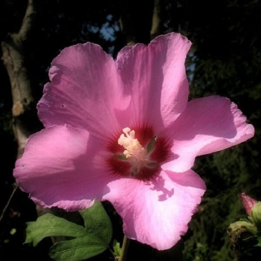 Sīriešu hibisks (Hibiscus) 'Russian Violet' P9/C1