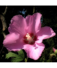 Sīriešu hibisks (Hibiscus) 'Russian Violet' P9/C1