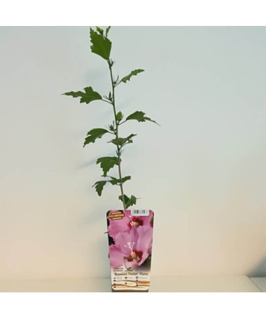 Sīriešu hibisks (Hibiscus) 'Russian Violet' P9/C1