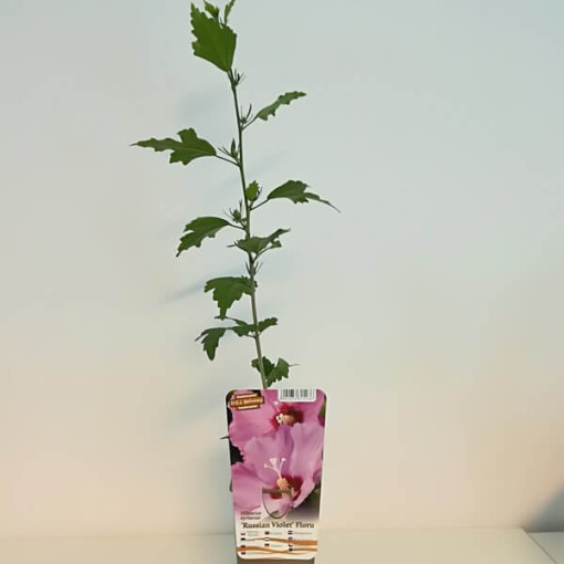 Sīriešu hibisks (Hibiscus) 'Russian Violet' P9/C1