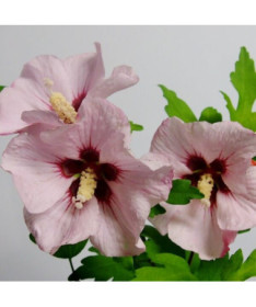 Sīrijas hibisks (Hibiscus) 'Mathilde' pods, 2L