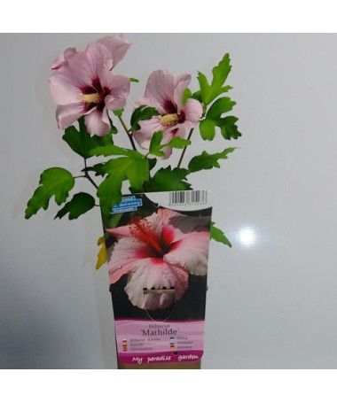 Sīrijas hibisks (Hibiscus) 'Mathilde' pods, 2L