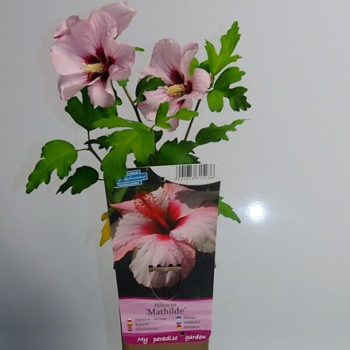Sīrijas hibisks (Hibiscus) 'Mathilde' pods, 2L