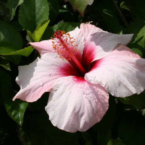 Sīrijas hibisks (Hibiscus) 'Mathilde' pods, 2L