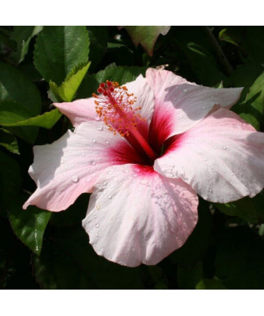 Sīrijas hibisks (Hibiscus) 'Mathilde' P9/C1