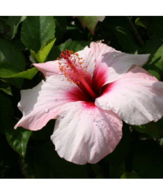 Sīrijas hibisks (Hibiscus) 'Mathilde' P9/C1