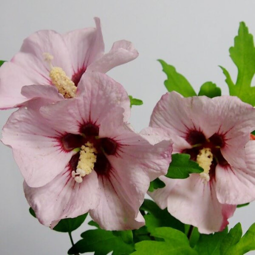 Sīrijas hibisks (Hibiscus) 'Mathilde' P9/C1