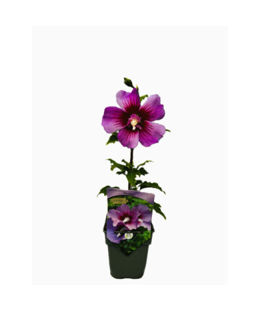Sīrijas hibisks (Hibiscus) 'Maike' P9/C1
