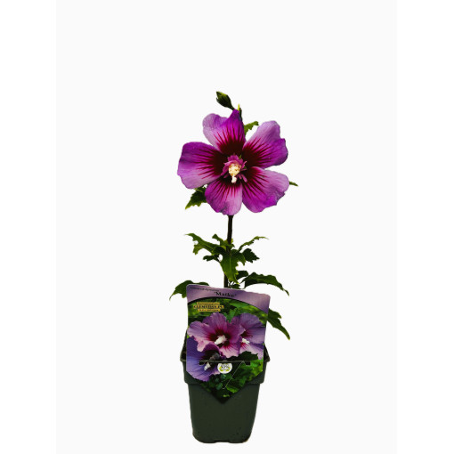 Sīrijas hibisks (Hibiscus) 'Maike' P9/C1