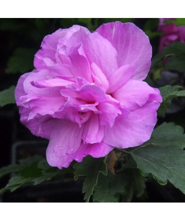 Sīrijas hibisks (Hibiscus) Ardens P9/C1