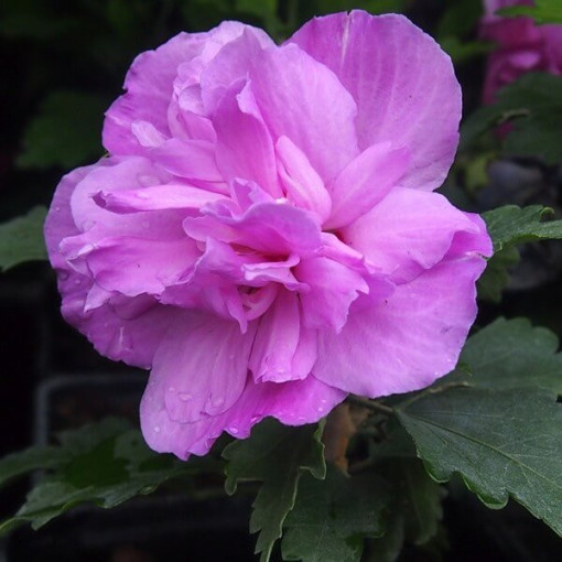 Sīrijas hibisks (Hibiscus) Ardens P9/C1