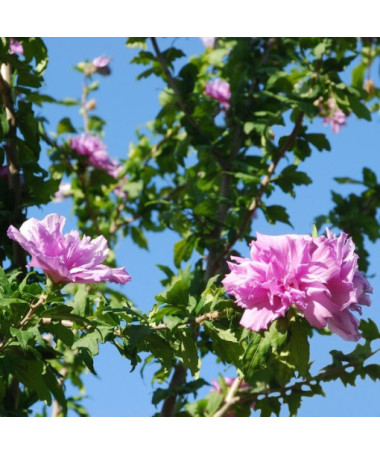 Sīrijas hibisks (Hibiscus) Ardens P9/C1