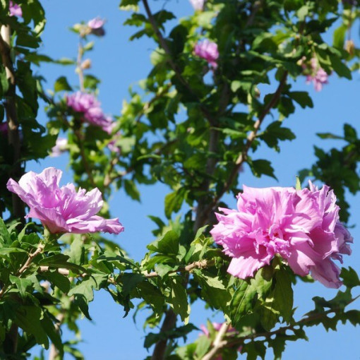 Sīrijas hibisks (Hibiscus) Ardens P9/C1