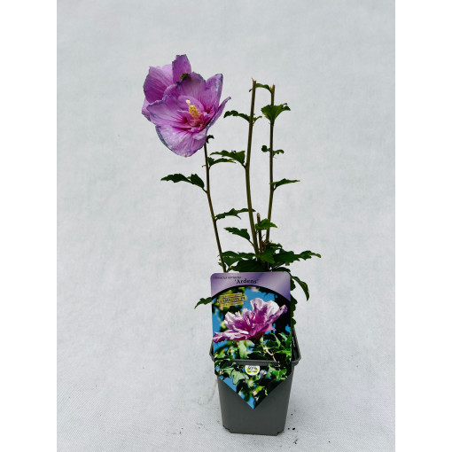 Sīrijas hibisks (Hibiscus) Ardens P9/C1