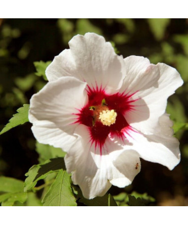 Sīrijas hibisks (Hibiscus) 'Red Heart' P9/C1
