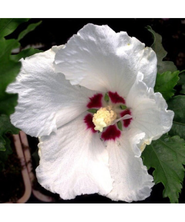 Sīrijas hibisks (Hibiscus) 'Red Heart' P9/C1