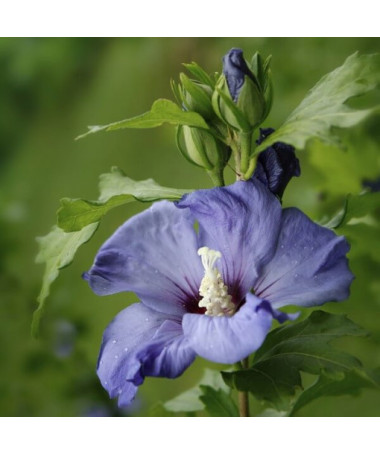 Sīriešu hibisks (Hibiscus) 'Oiseau Bleu' šķirne, 'Blue Bird' podiņā, 2l