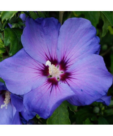 Sīriešu hibisks (Hibiscus) 'Oiseau Bleu' šķirne, 'Blue Bird' P9/C1
