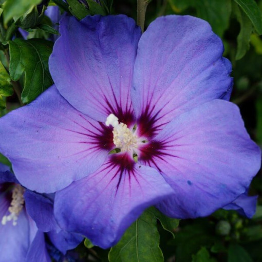 Sīriešu hibisks (Hibiscus) 'Oiseau Bleu' šķirne, 'Blue Bird' P9/C1