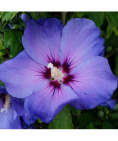 Sīriešu hibisks (Hibiscus) 'Oiseau Bleu' šķirne, 'Blue Bird' P9/C1