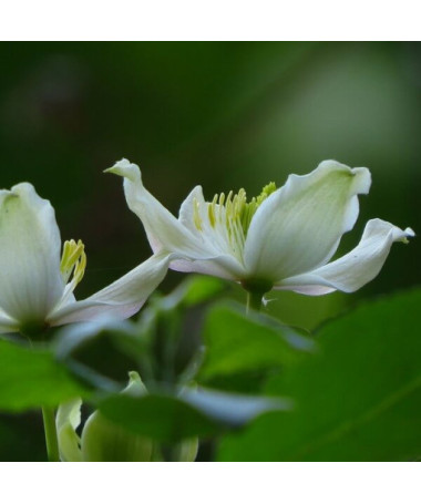 5 gabali komplekts - Clematis 2L podos