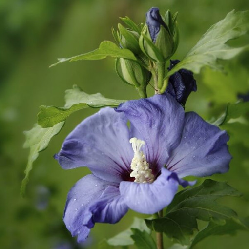 Sīriešu hibisks (Hibiscus) 'Oiseau Bleu' šķirne, 'Blue Bird' P9/C1