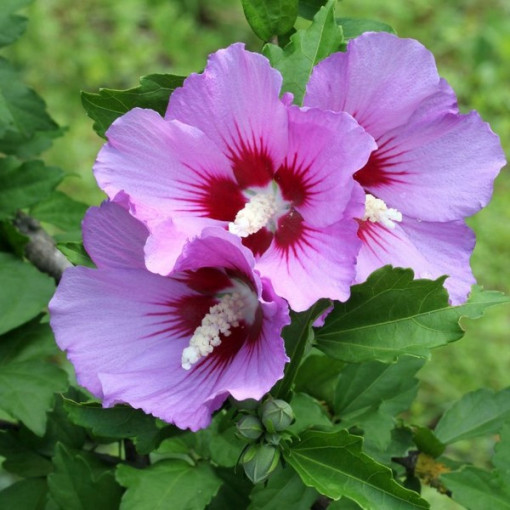 Sīriešu hibisks (Hibiscus) 'Maike' atsevišķs, 2L