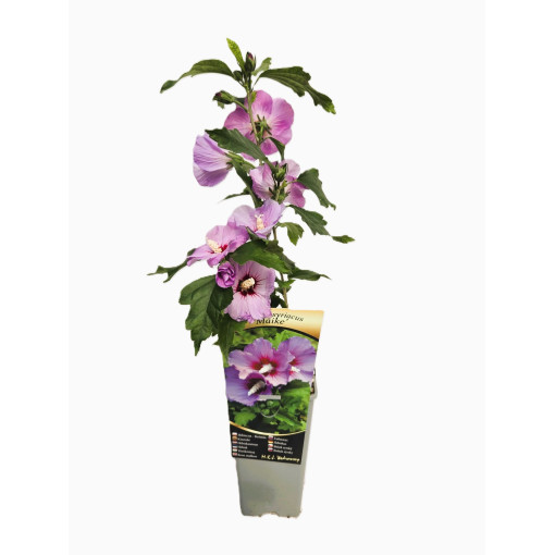 Sīriešu hibisks (Hibiscus) 'Maike' atsevišķs, 2L