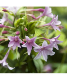 Stefana jasmīns P9/C1