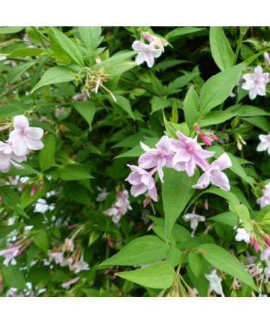 Stefana jasmīns P9/C1