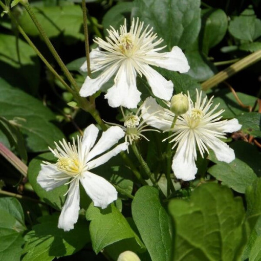 5 gabali komplekts - Clematis 2L podos