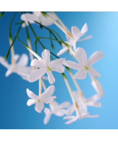 Jasmīns Ziedošs P9/C1