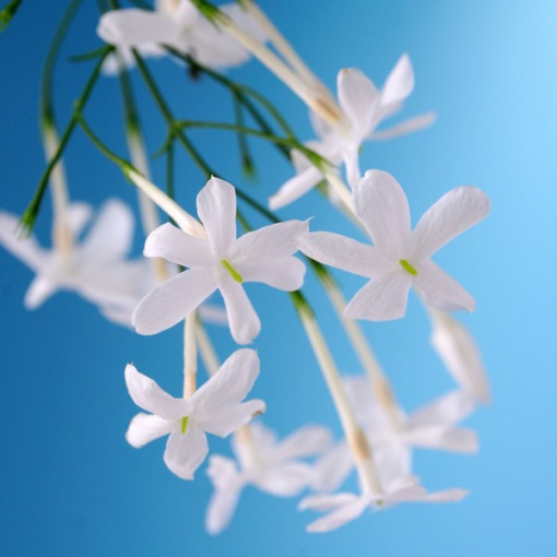 Jasmīns Ziedošs P9/C1