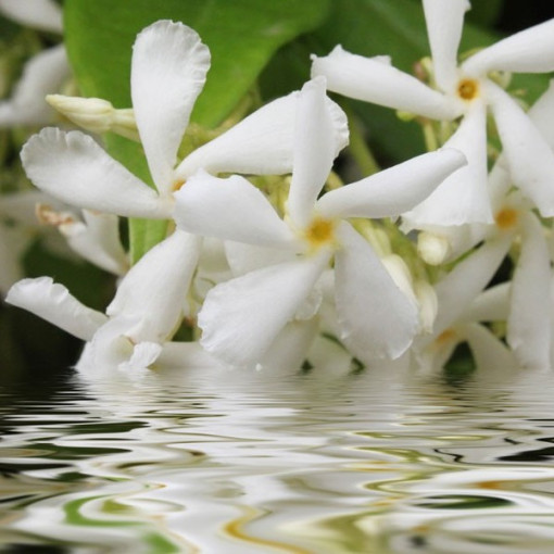 Jasmīns Ziedošs P9/C1