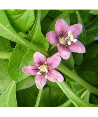 Goji Ogas - Sweet Berry P9/C1