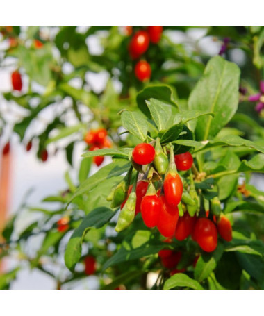 Goji Ogas - Big Berry P9/C1