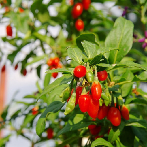 Goji Ogas - Big Berry P9/C1