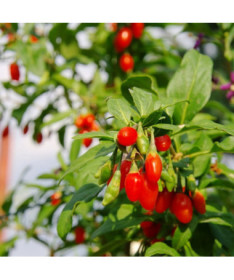 Goji Ogas - Big Berry P9/C1