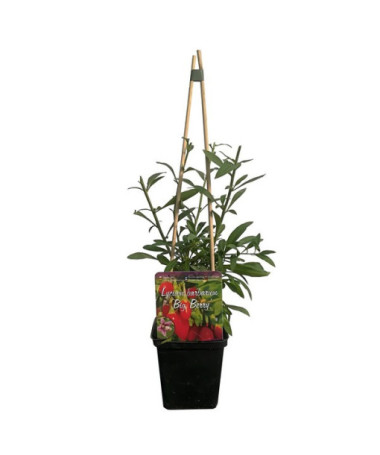 Goji Ogas - Big Berry P9/C1