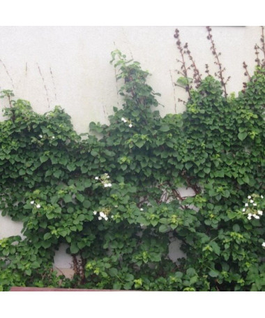 Kāpjošā hortenzija Petiolaris Poj, 2L