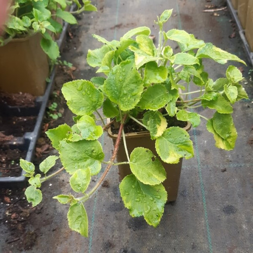 Kāpjošā hortenzija 'Mirranda' pods, 2L